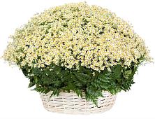 Цветочная композиция из Ромашки в корзине #REPLACE_PRED# Плиево