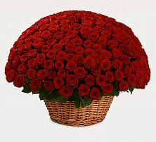 Премиум букет из: Розы #REPLACE_PRED# Плиево